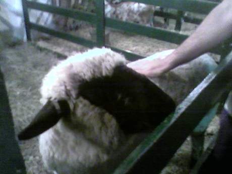 UC Sheep